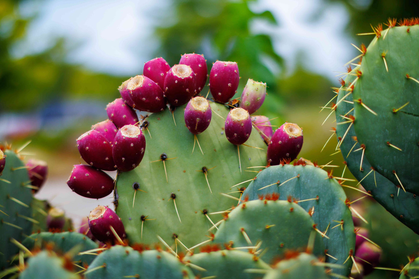 Greek Cocoa & Prickly Pear Spread